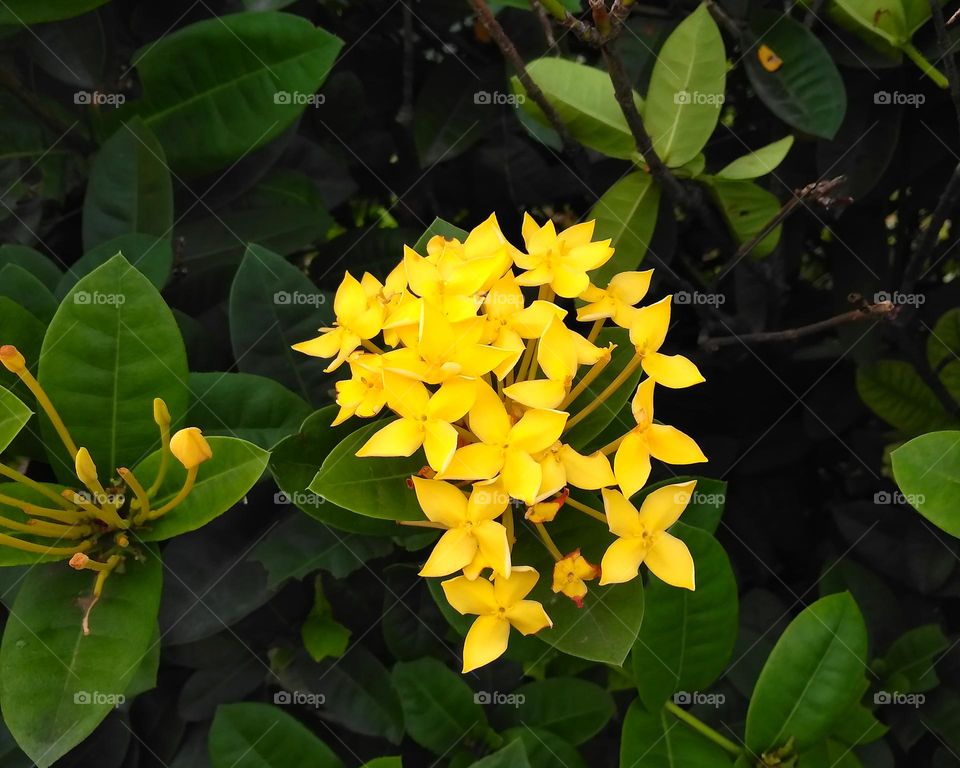 Yellow flower on the garden