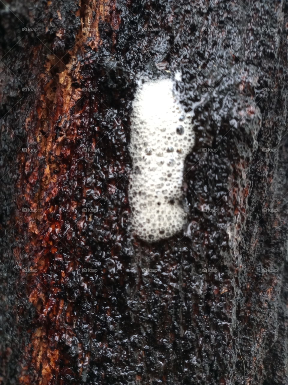 Tree foam out of tree bark on a rainy day