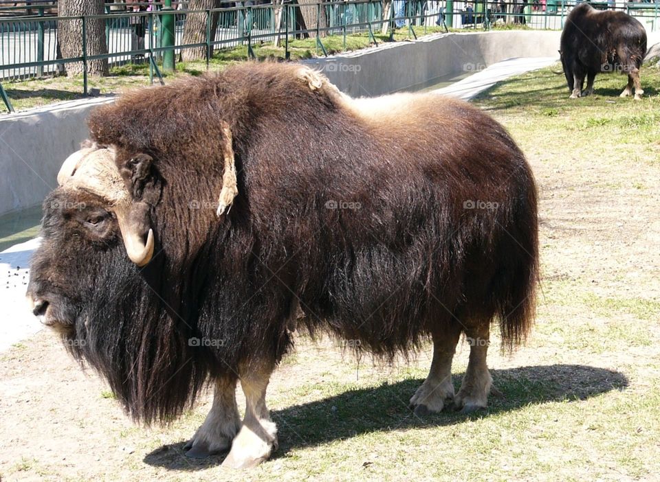Yak. Photo is from the Zoo