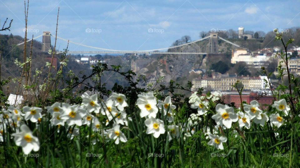 spring is in the air with all these daffodils out in full bloom