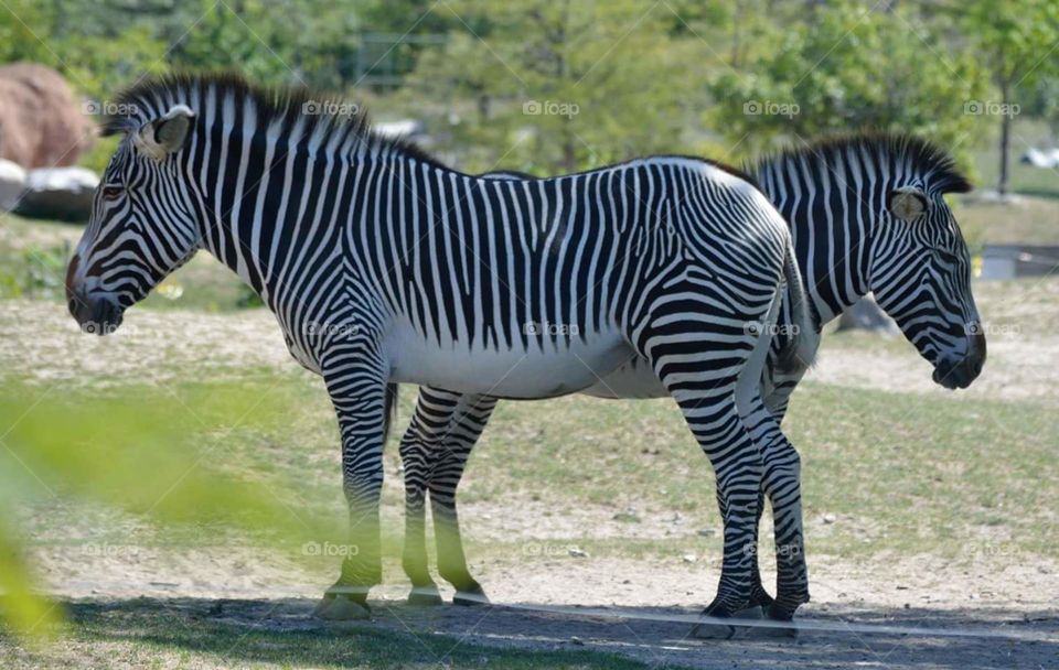 Two-headed Zebra