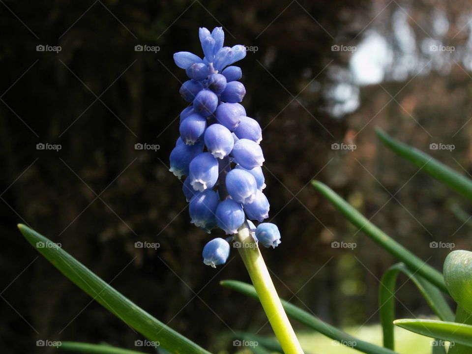 Grape Hyacinth. Another beautiful flower in my garden.