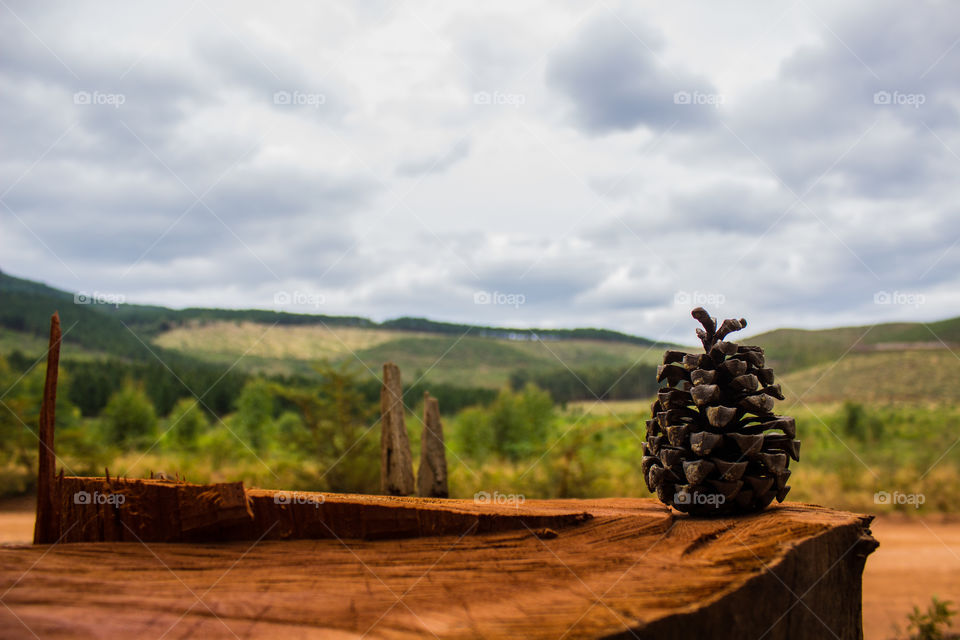 pine cone ontop of a cut pine tree