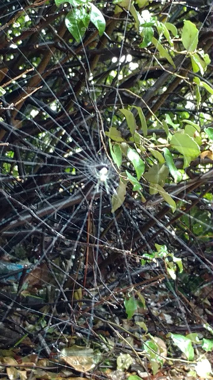 spider web