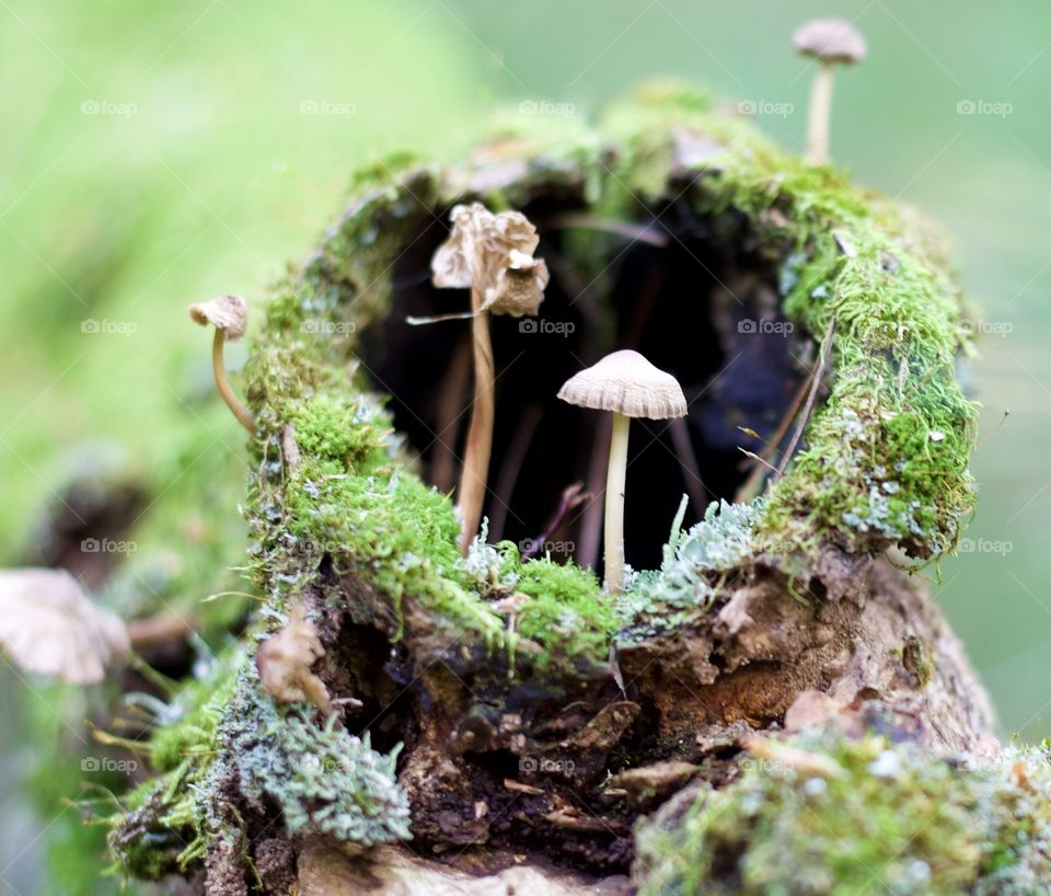 Nature’s Fungal Portrait