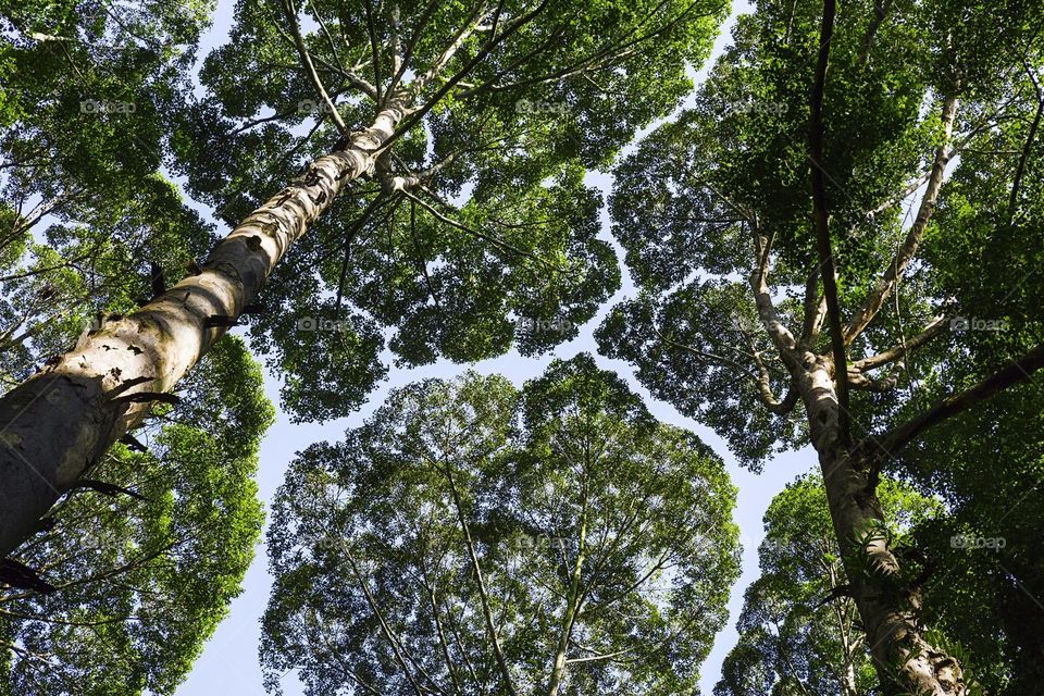 South East Asia rainforest