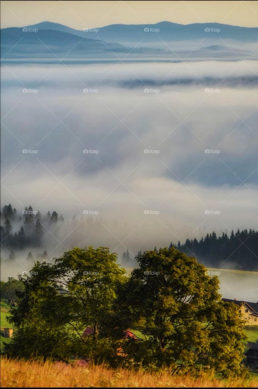 In the morning on the meadow of the forest