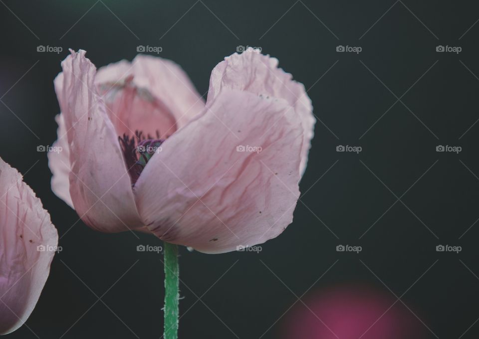 Flower, No Person, Nature, Leaf, Flora