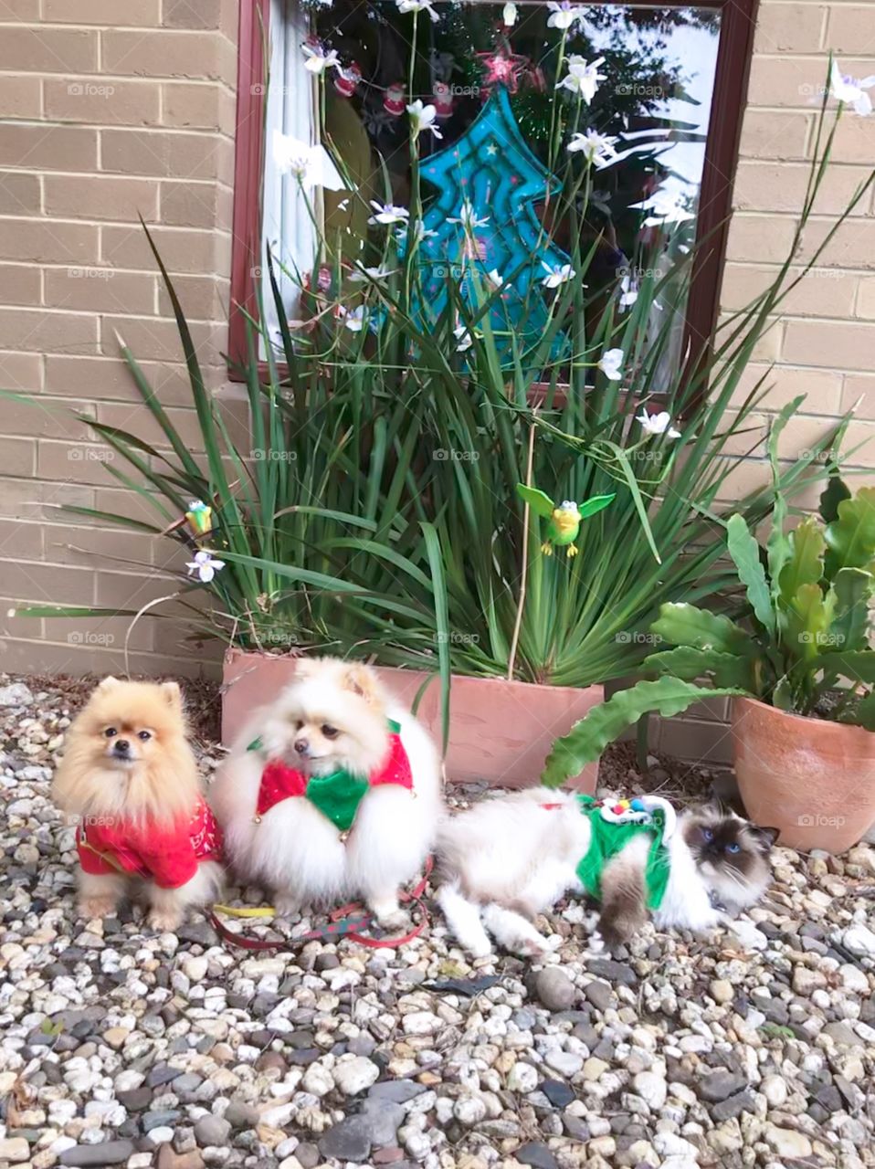 Cuties pets with Christmas costume and window decorating in Christmas season in Cheltenham Australia 