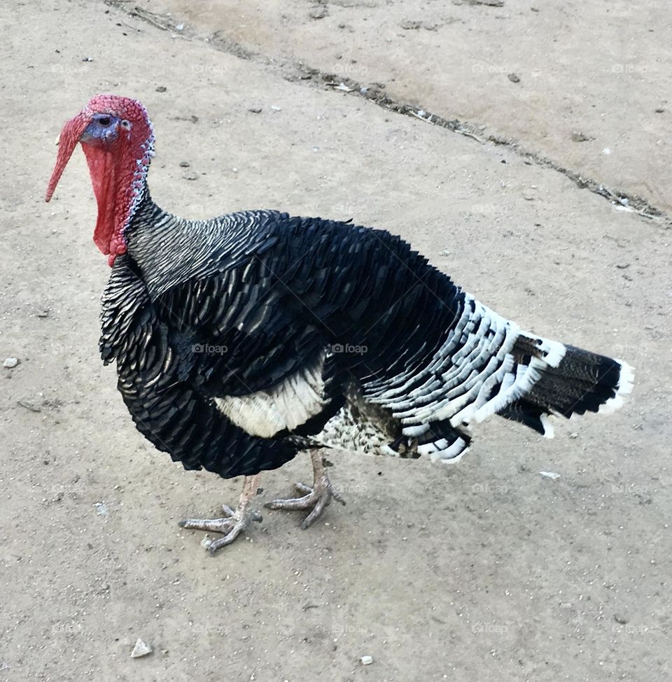 🇺🇸 And how about a turkey as a pet?  It is docile, exotic and companion! / 🇧🇷 E que tal um peru como animal de estimação? É dócil, exótico e companheiro!  🦃