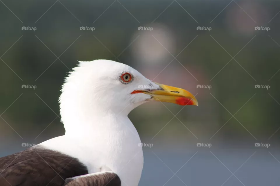 Seagull