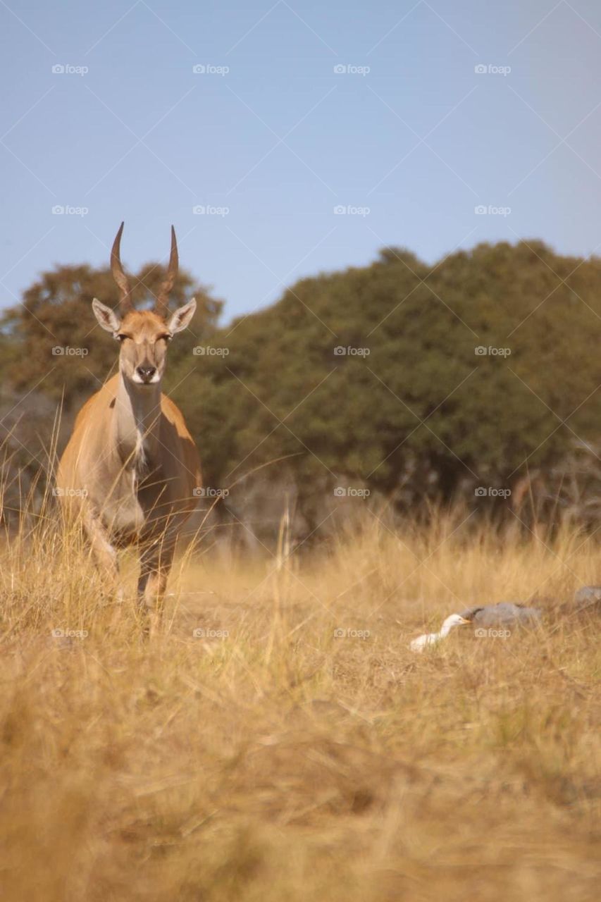 A wildlife shot from Haka National Park in Harare, Zimbabwe 
