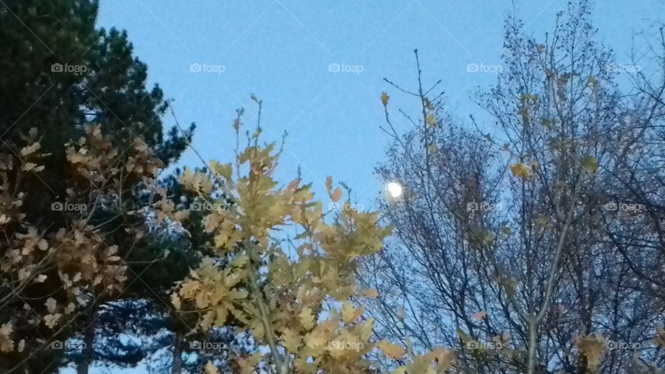 Moon Glow Between the Bushes