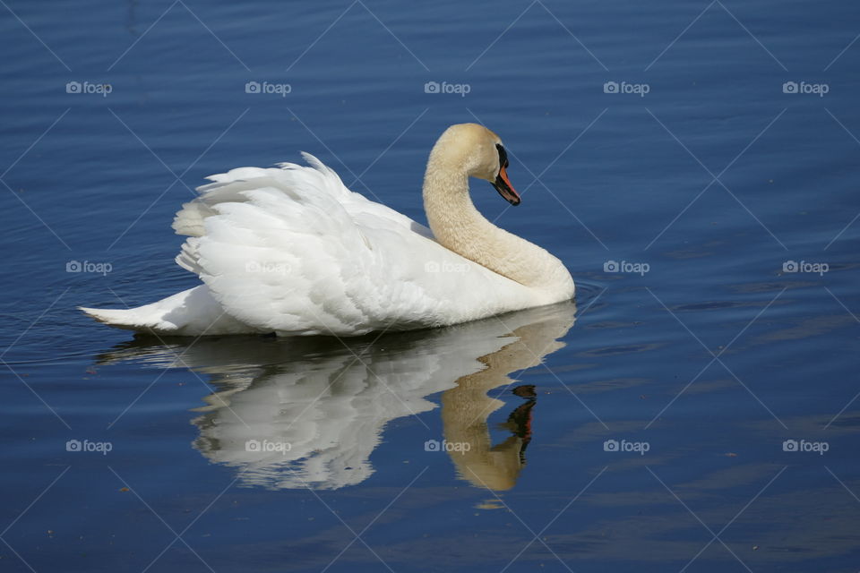 Swan