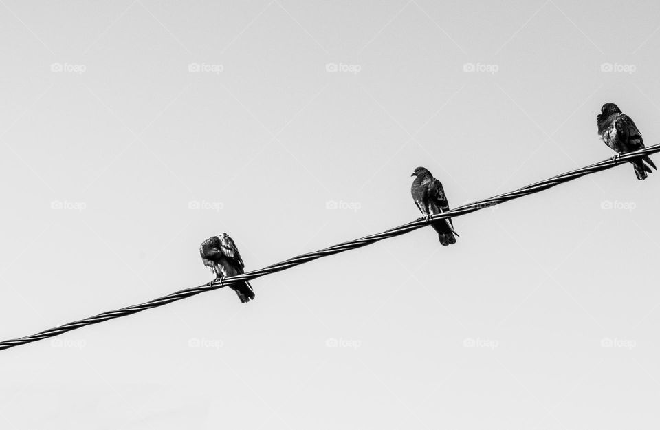 Two birds are landing on a wire 