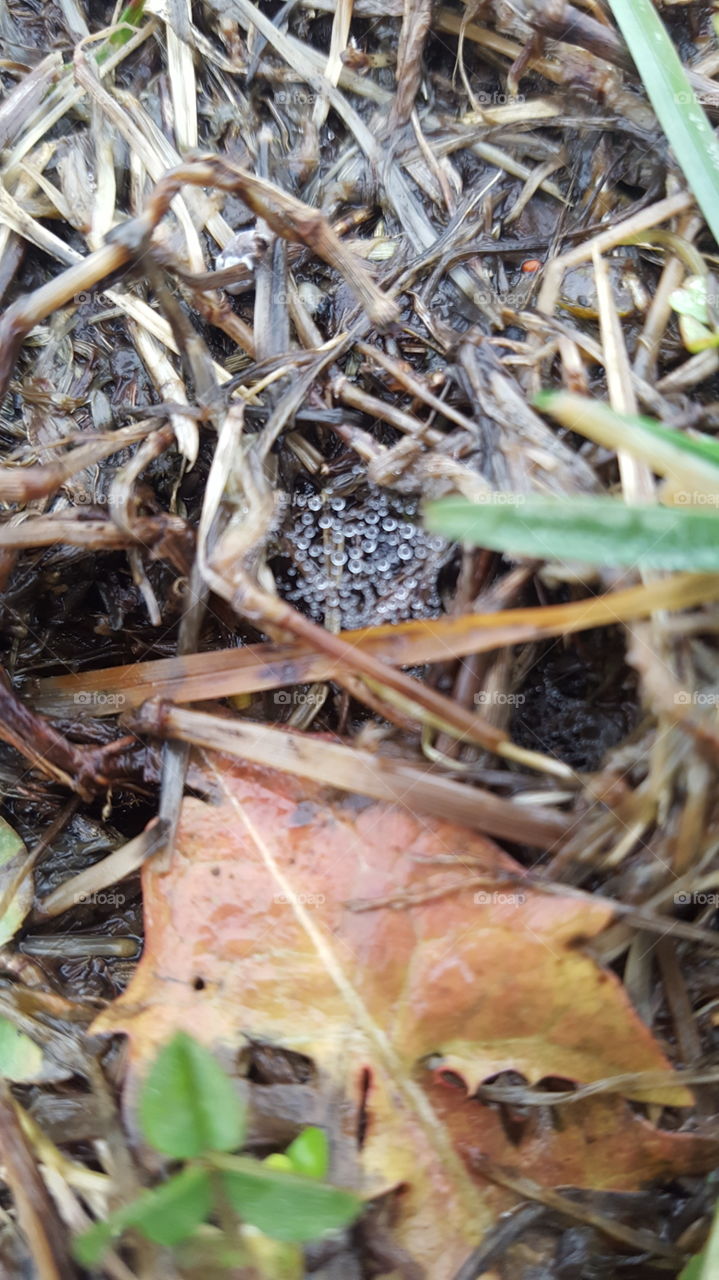 rain drops on a spider web