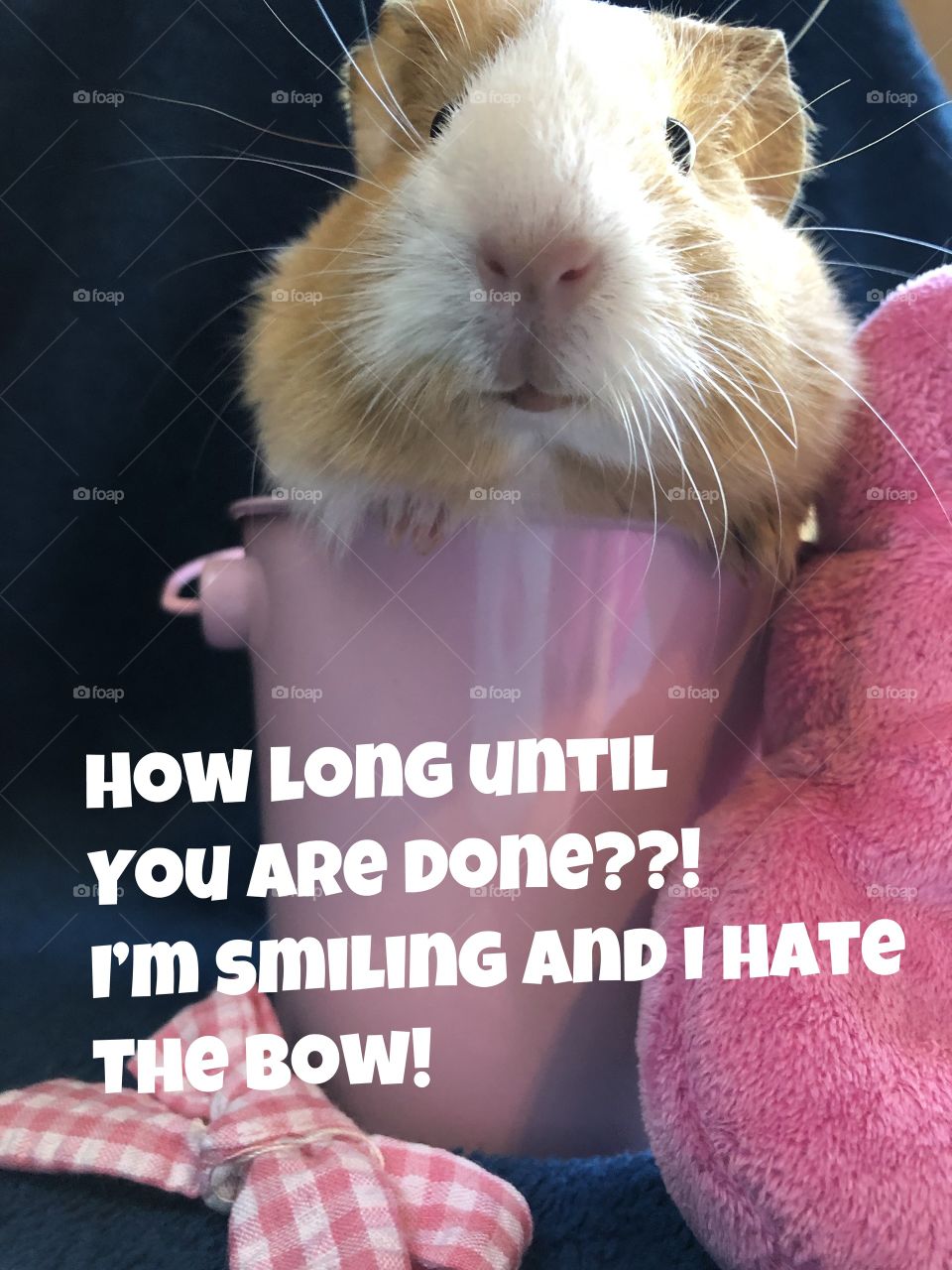 Silly expressions guinea pig