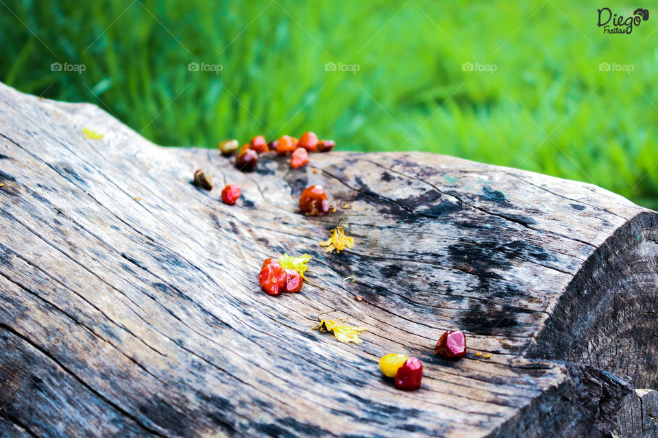 fruits on the fallen tree trunk and the enhancement of their colors