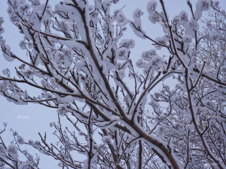 ice and trees on snow, winter, frost on tree branches, sky through snow-covered branches, snow, white