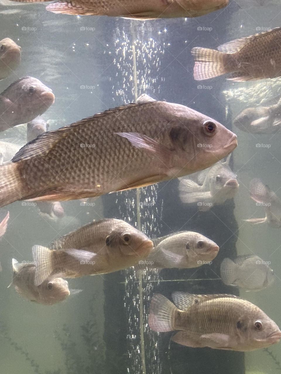 Fish in an aquarium inside the Nile museum in Aswan, Egypt 