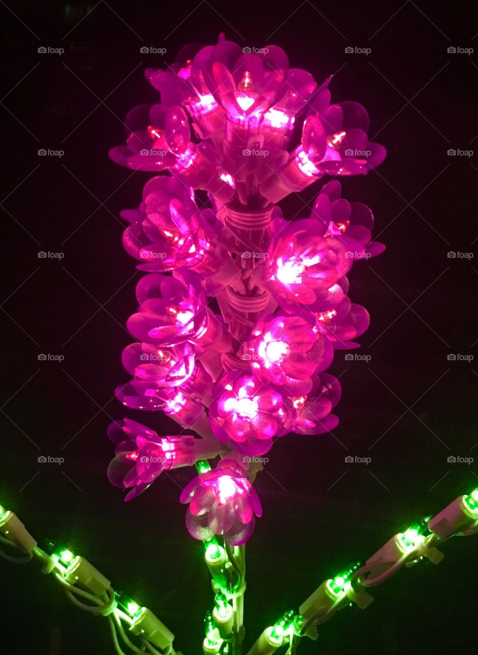 Piper Lights in Wake Forest, North Carolina 