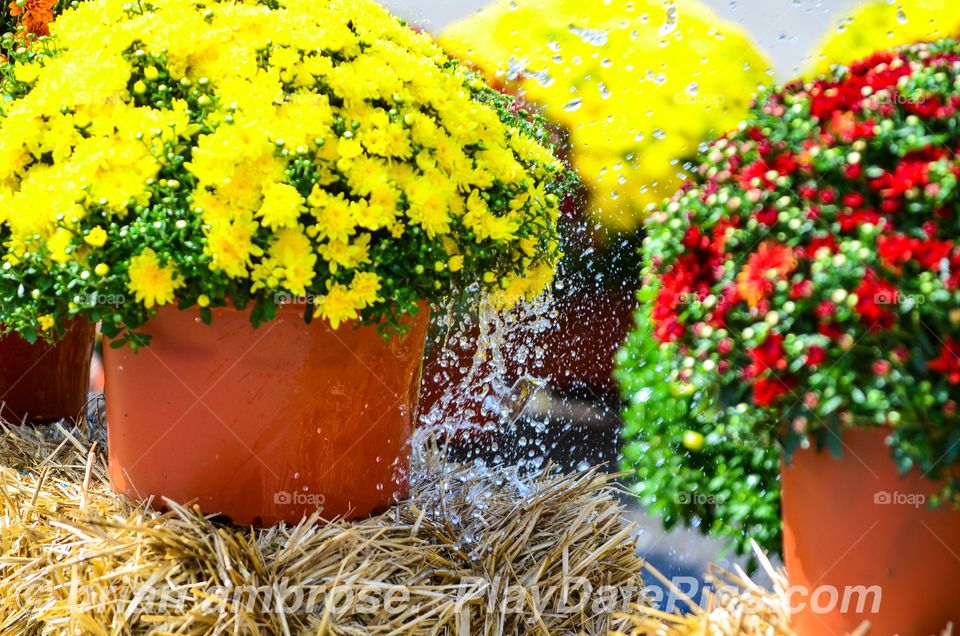 Fall Flower Market Mums Watering Straw Bloom