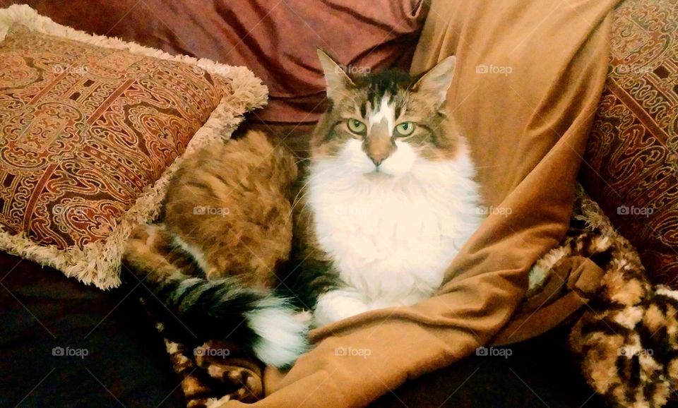 This cat is comfortable on her favorite blanket.