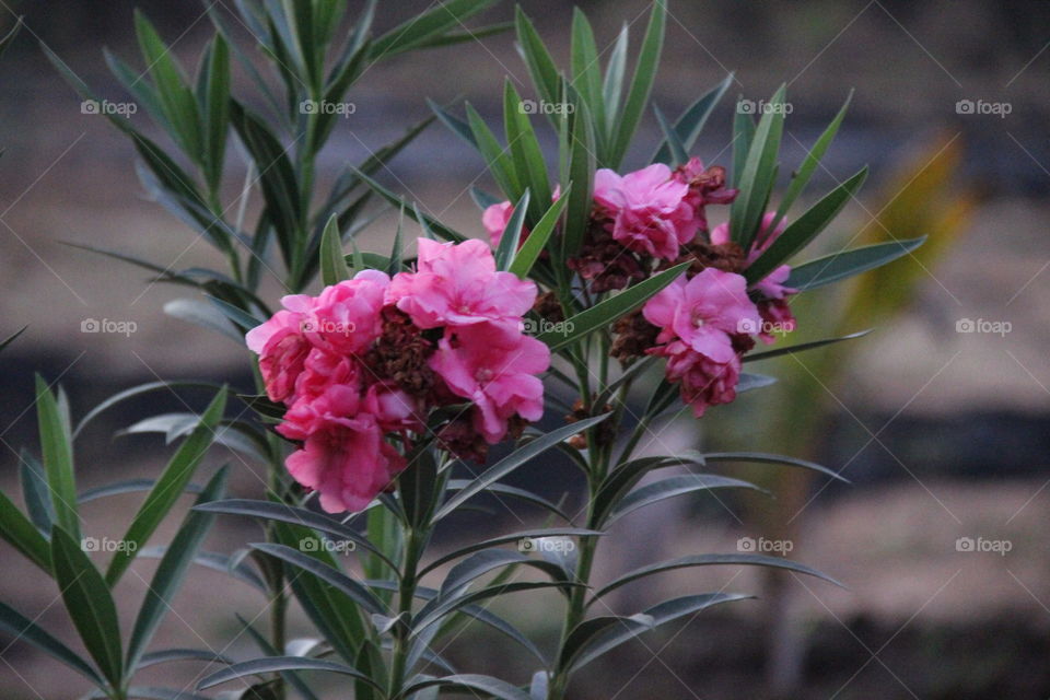 follower,s plants in the farm