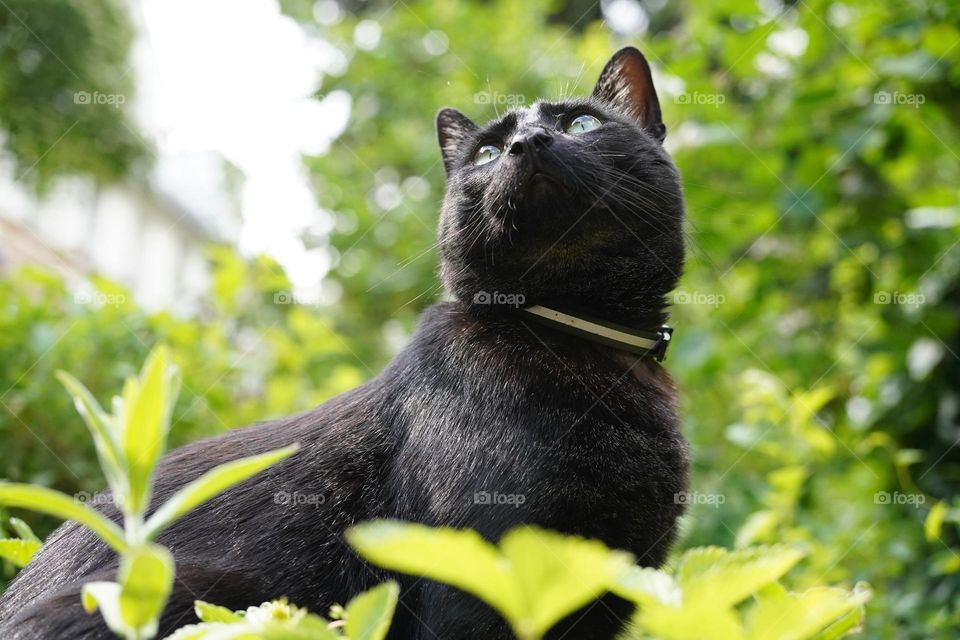 Looking for Breakfast 