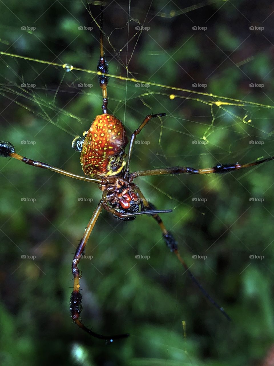 Small Banana Spider after the rain
