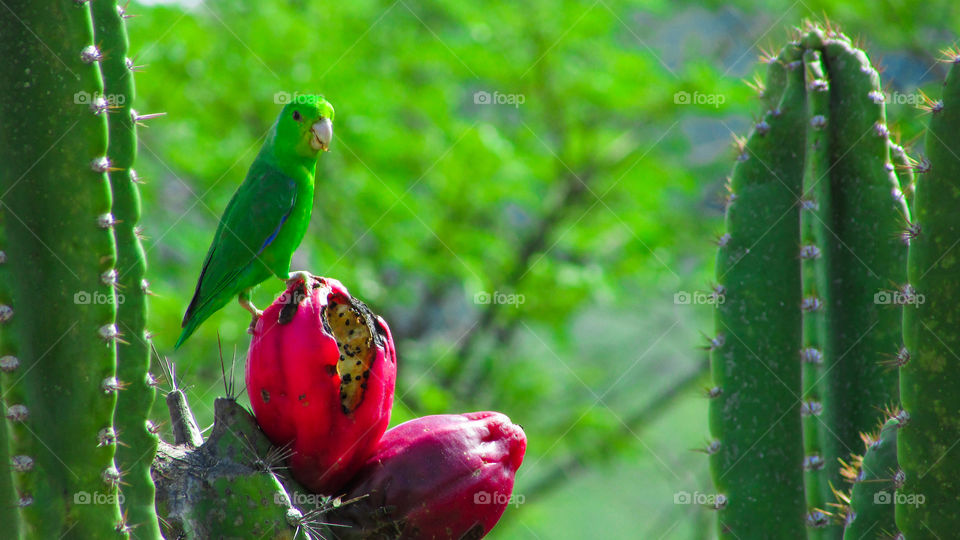 Pássaro se alimentando de frutos de cactos