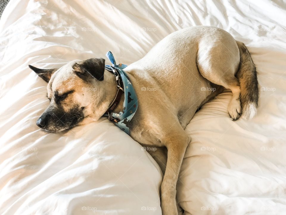 Sleepy spoiled dog curled up on Mom’s bed, waiting to receive all of the love and rubbies. 