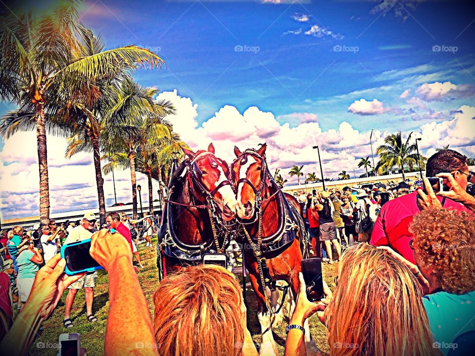 Clydesdale horses

