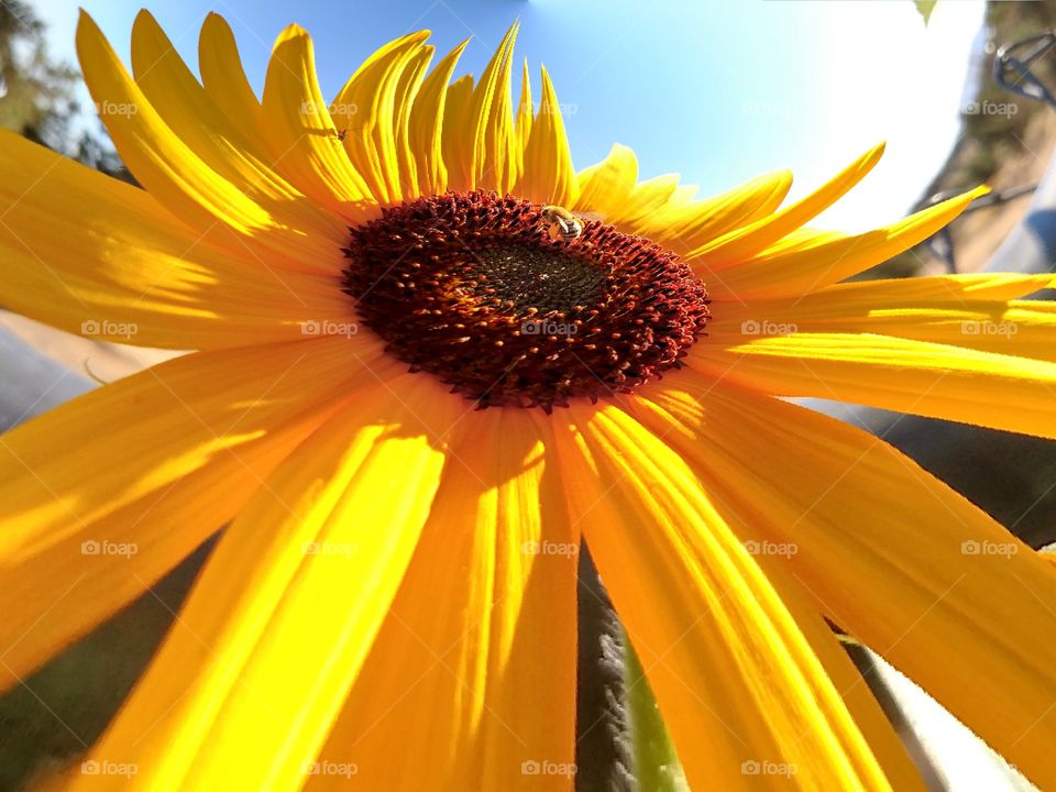 Sunflower and Bees