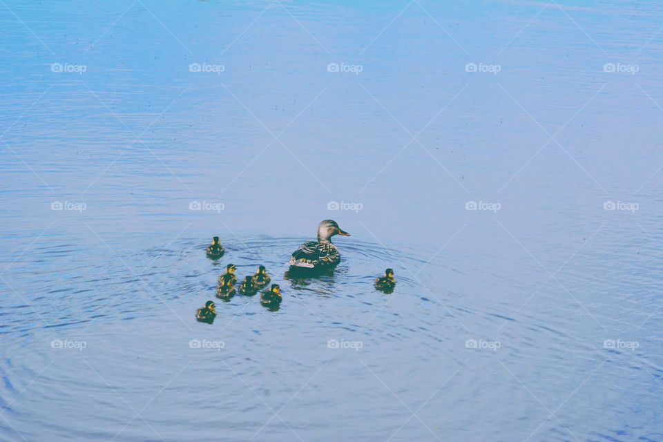 duck family arrived at the lake