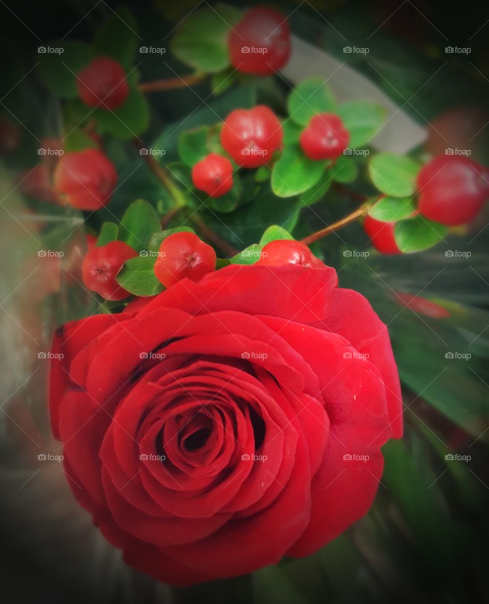 Roses are Red...... Bright red rose.....