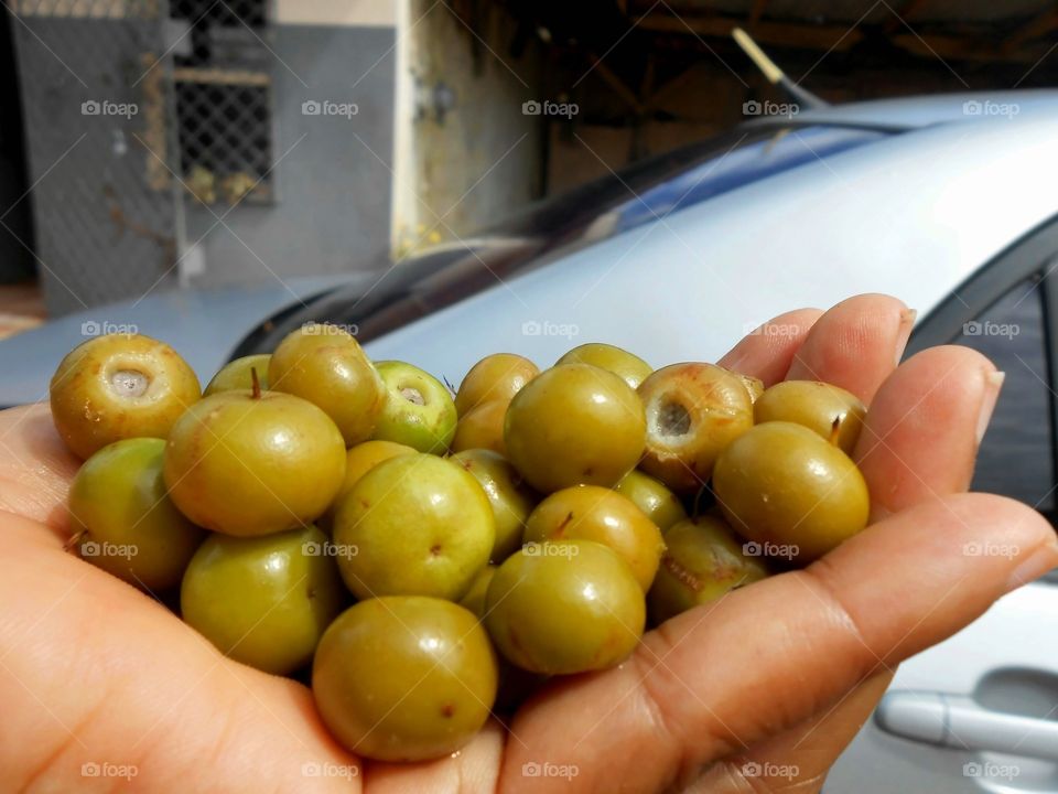 Hogberries (Belonophora Coriacea) In Hand Outdoor