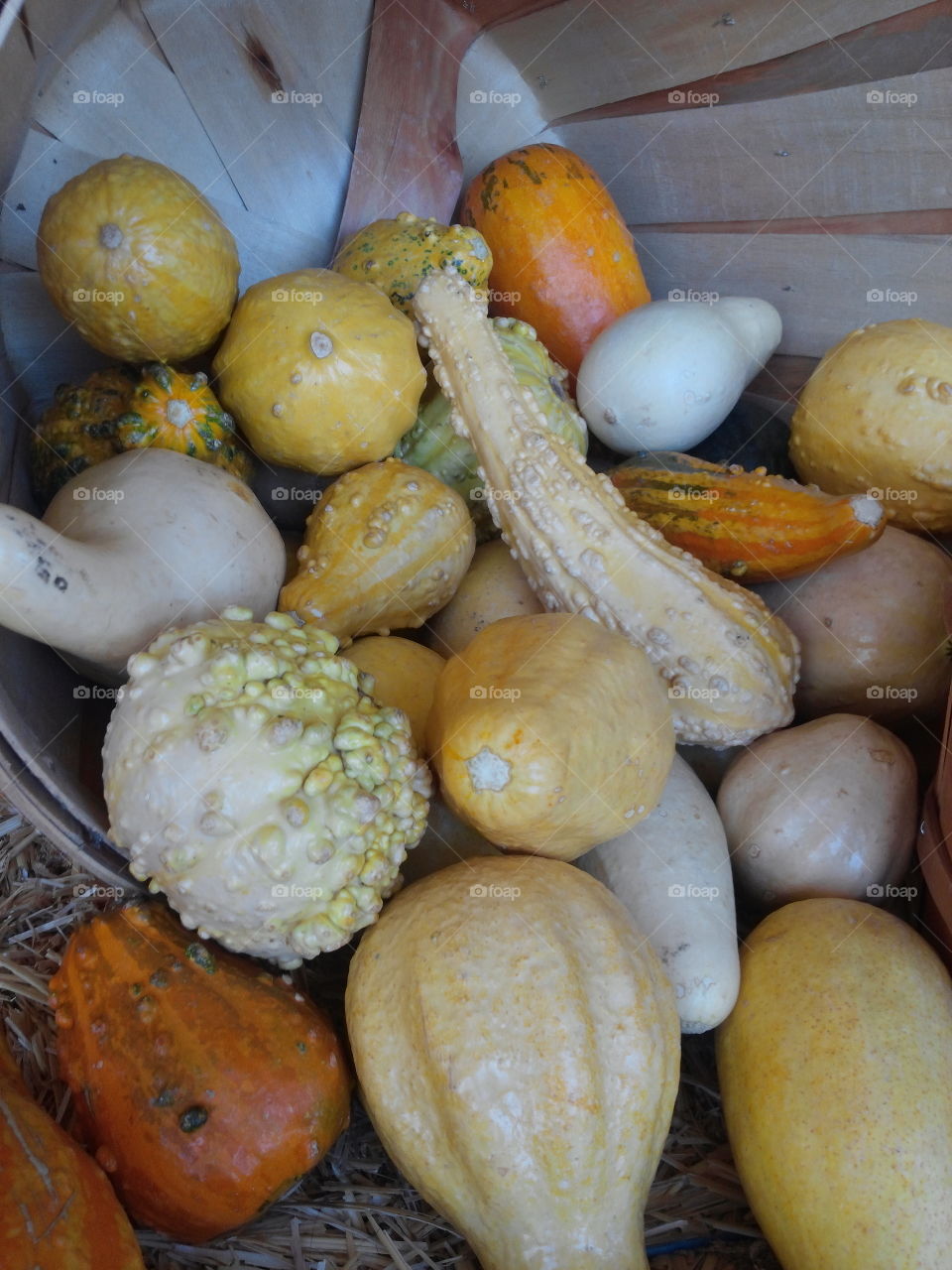 Squash, pumpkins, and gourds