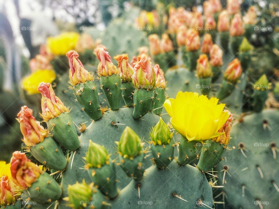 Top view of green cacti,  cactus close up. Spring garden.  Blooming plant