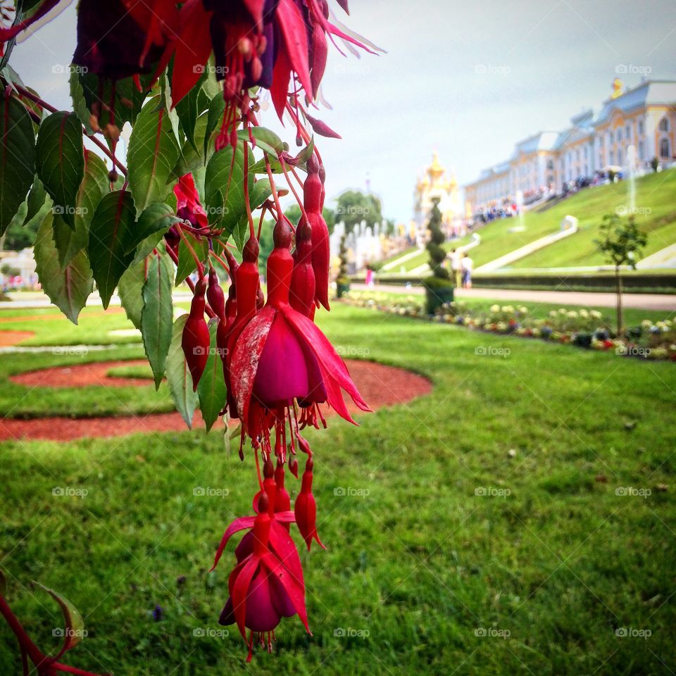 Peterhof palace backyard  in St Petersburg Russia 
