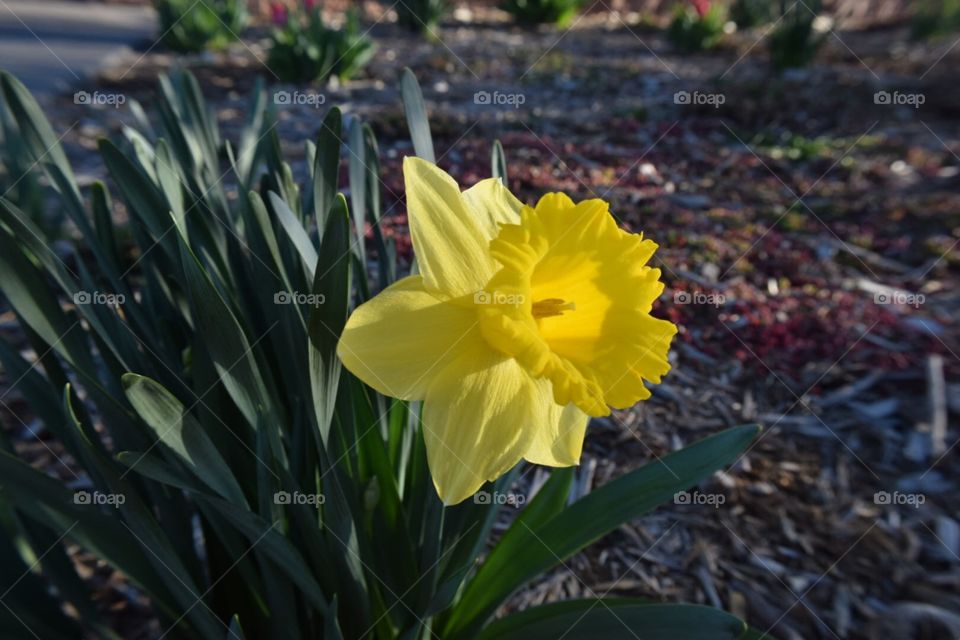 Flowers . Yellow 