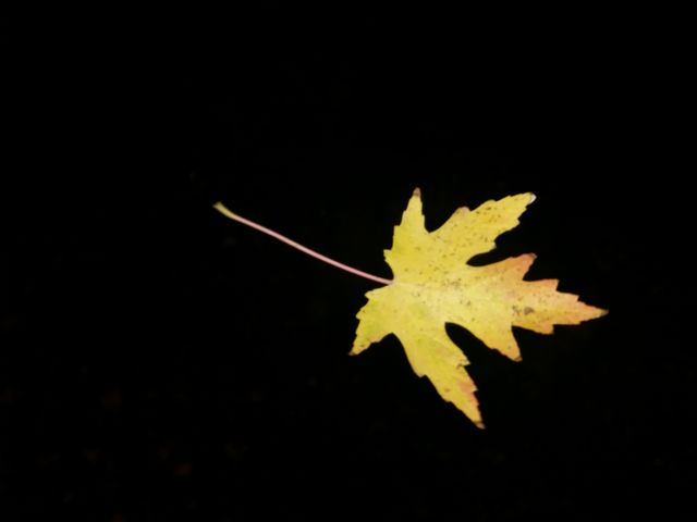 leaf