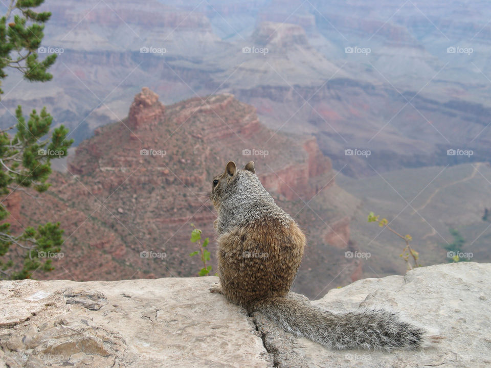 spring squirrel grand canyon by bethos