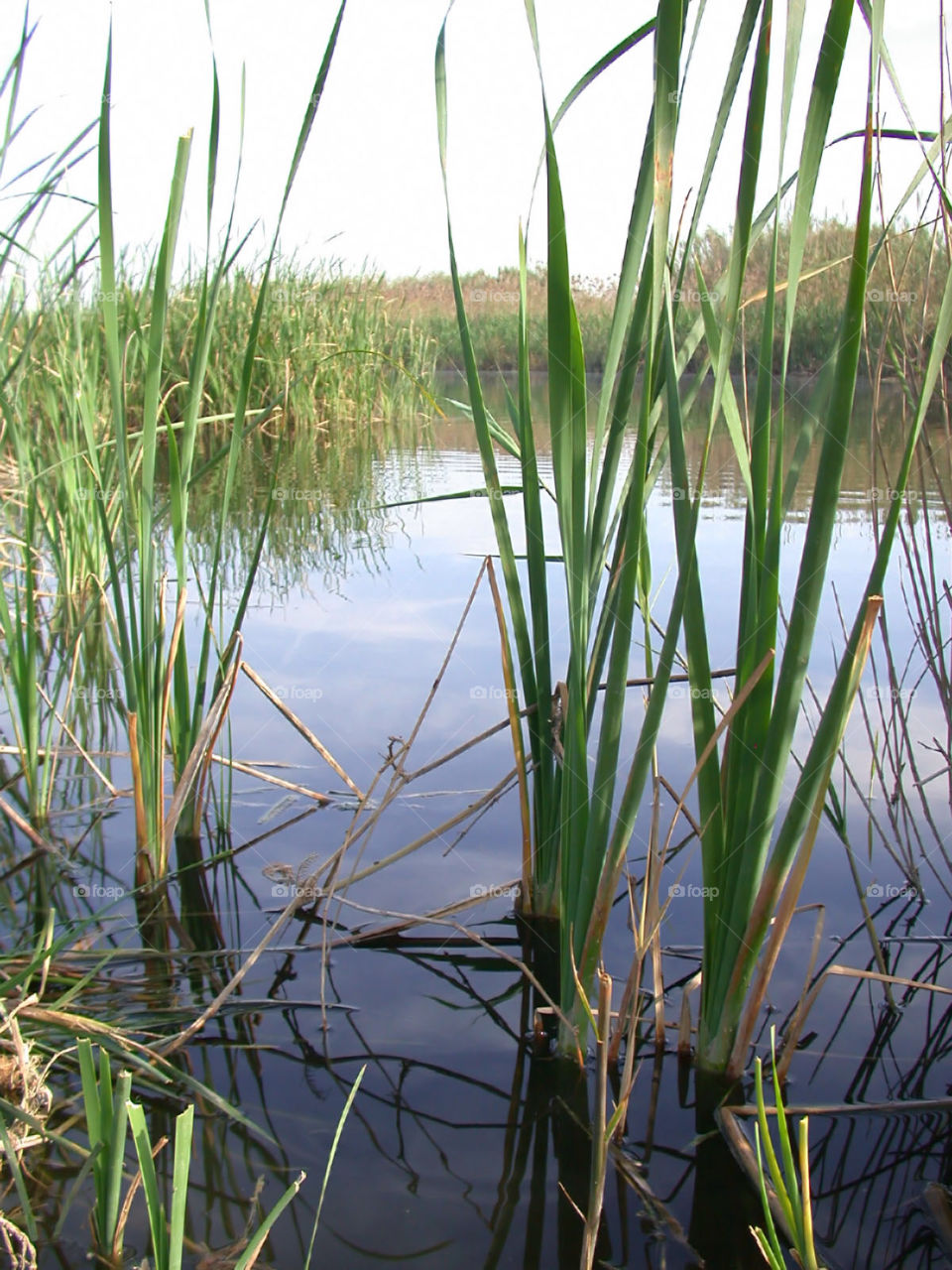 Albufera Lagoon, Spain