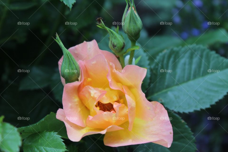 Sunrise rose 