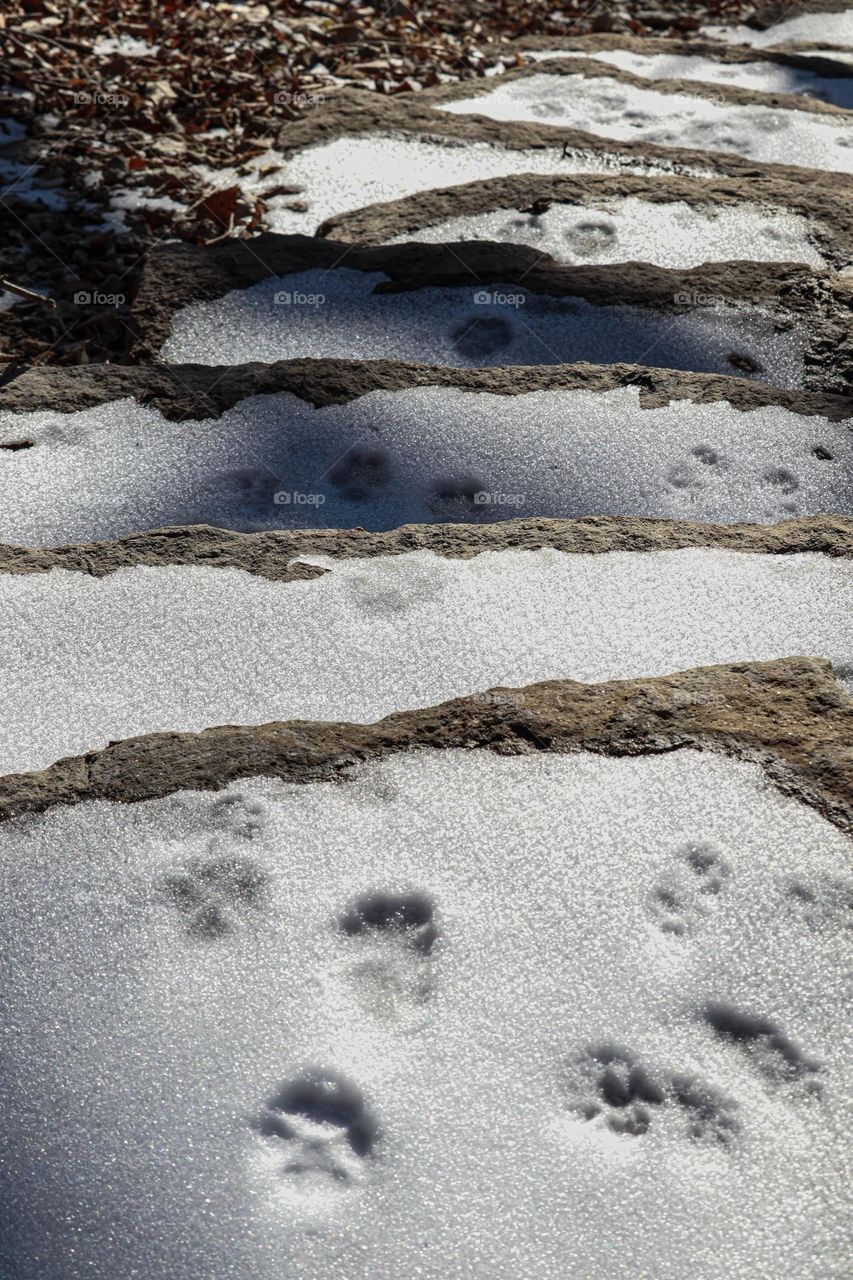 animal prints in the snow