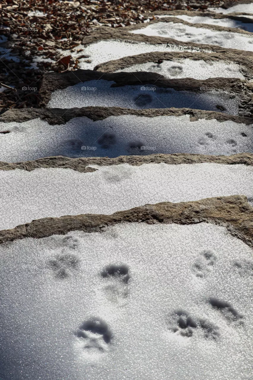 animal prints in the snow
