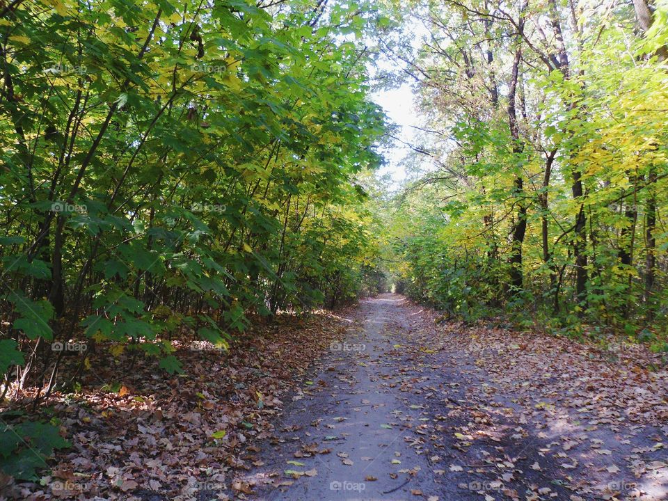 road in the woods