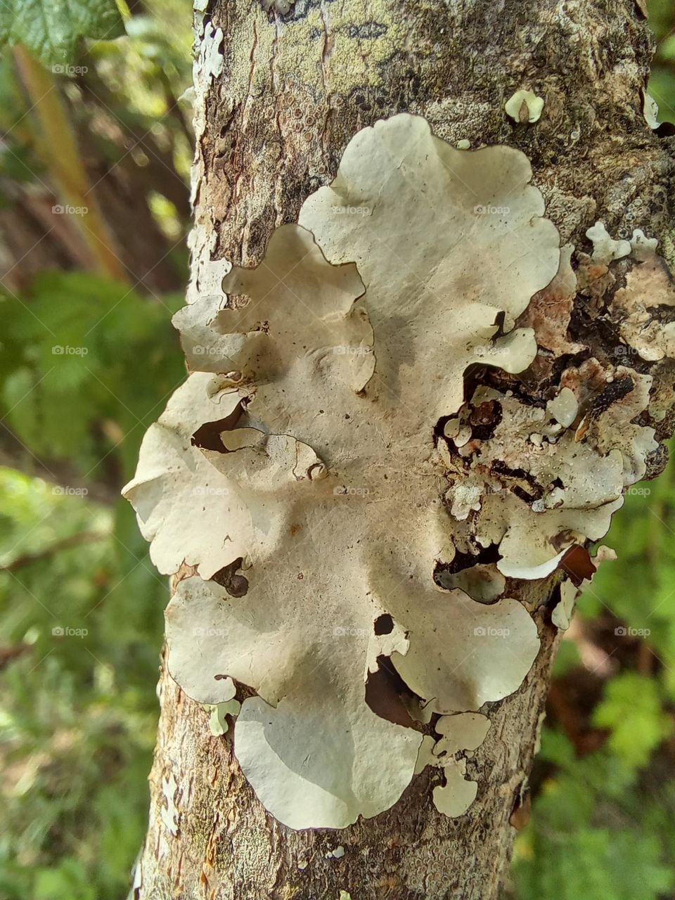 tree fouriesburg south africa