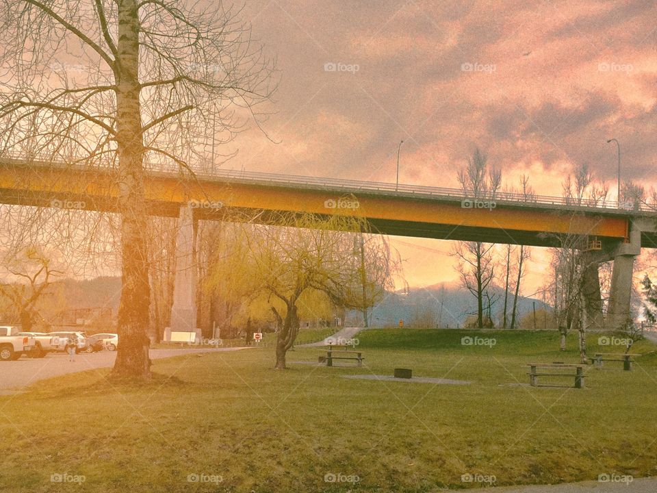 Willow Tree in the Park 